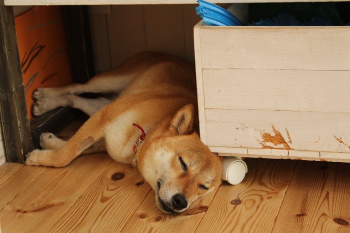 壁と家具の隙間で眠る柴犬