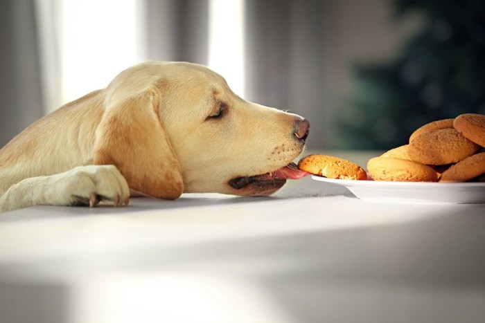クッキーをつまみ食いする犬