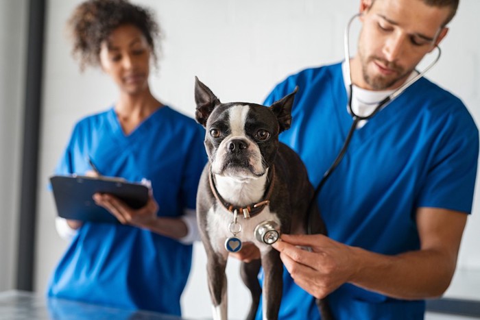 病院で聴診器を当てられている犬