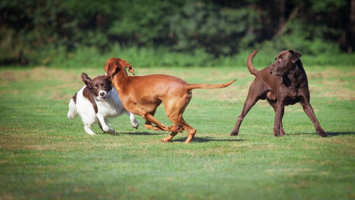 芝生で遊んでいる3匹の犬