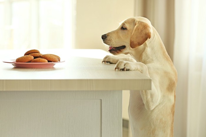 立ち上がってテーブルの上のクッキーを見る犬