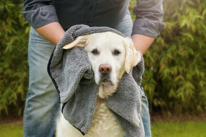雨に濡れてタオルで拭いてもらう犬