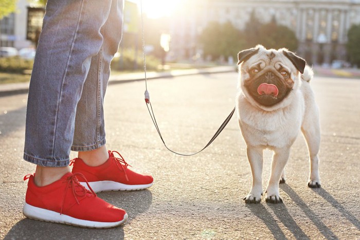 赤い靴を履いた飼い主と散歩をするパグ