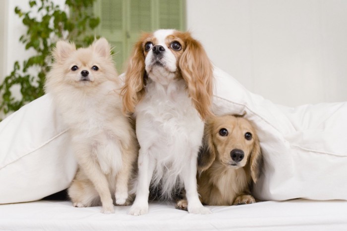 小型犬3犬種