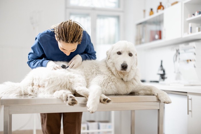 皮膚を診察される白い大型犬