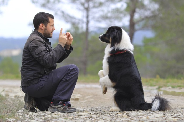 トレーニングをしている犬と男性