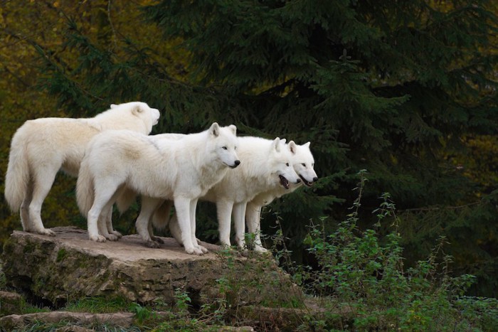 石の上に立つオオカミの群れ