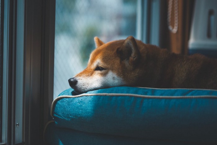 窓辺で休む柴犬