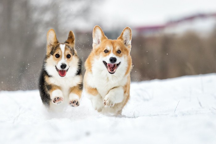 雪の上を並んで走る二頭のコーギー