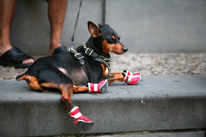 赤い靴を履いている犬