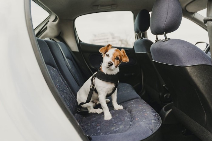 車の後部座席に座る犬
