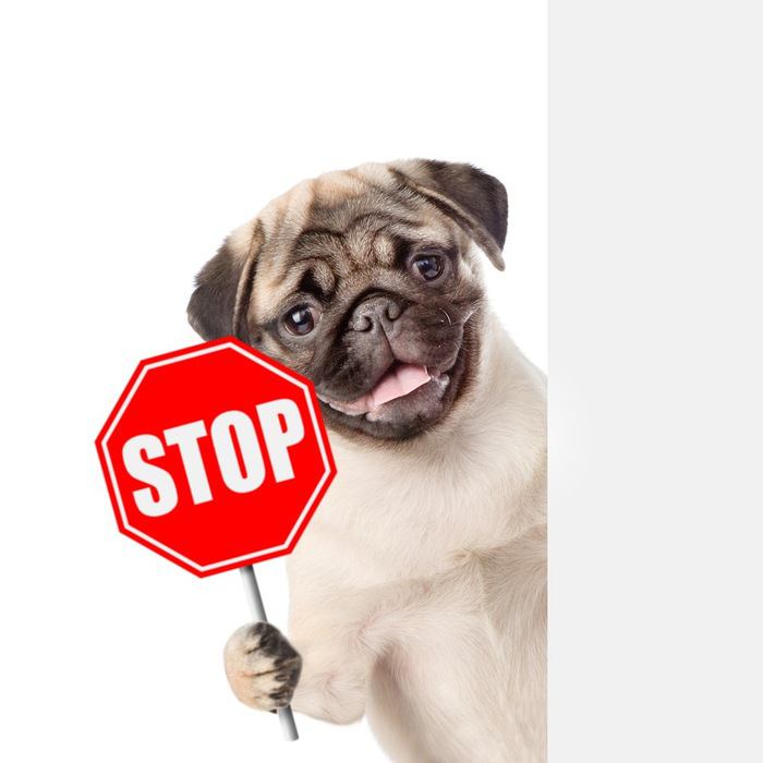 犬「STOP」