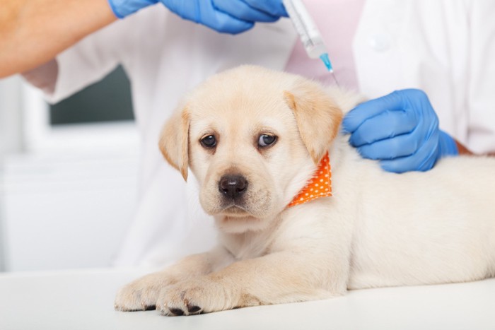 ワクチン接種をするラブラドールレトリバーの子犬