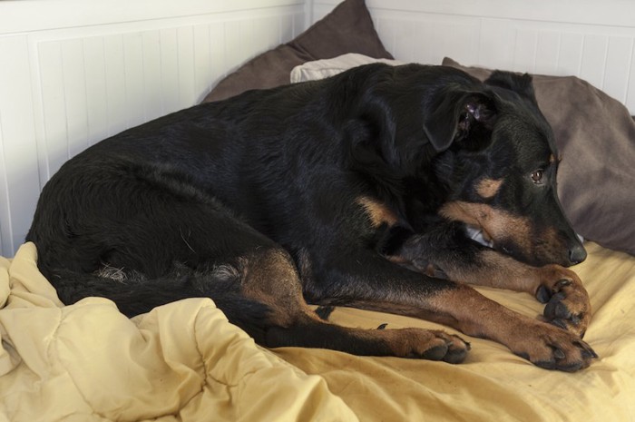 ベッドの上の具合が悪そうな黒い犬