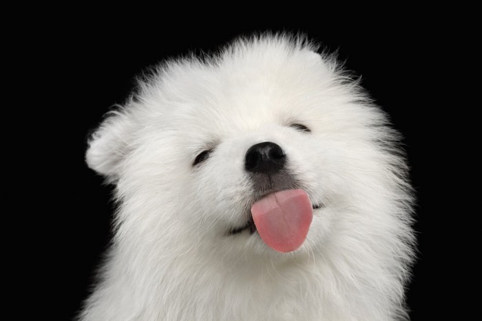 舌を出して舐める白い子犬