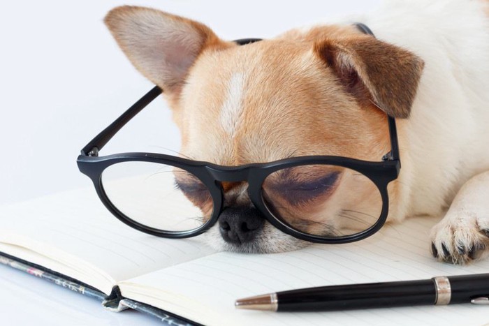 勉強している犬