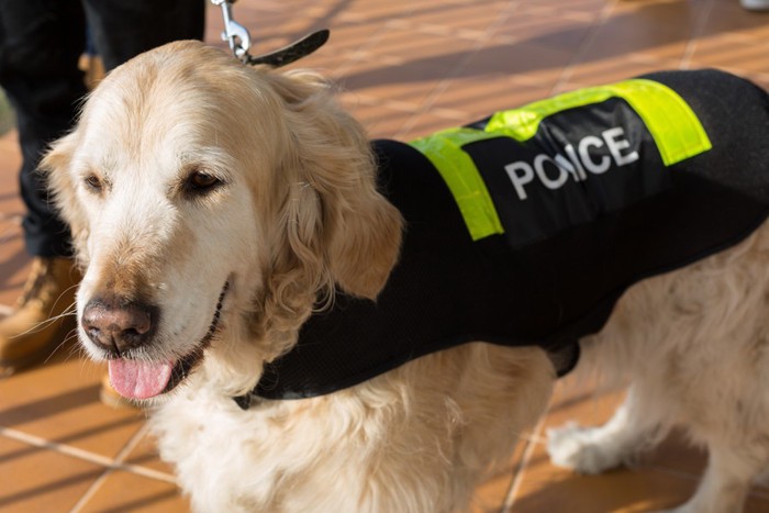 作業着を着た警察犬
