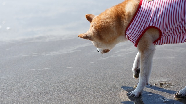海に興味津々の柴犬