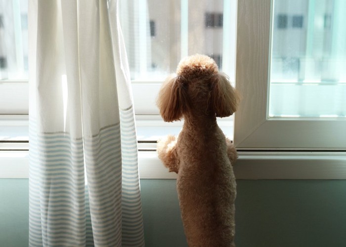 立ち上がって窓の外を見る犬の後ろ姿