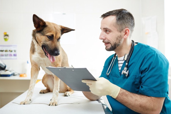 獣医師の診断を聞く犬