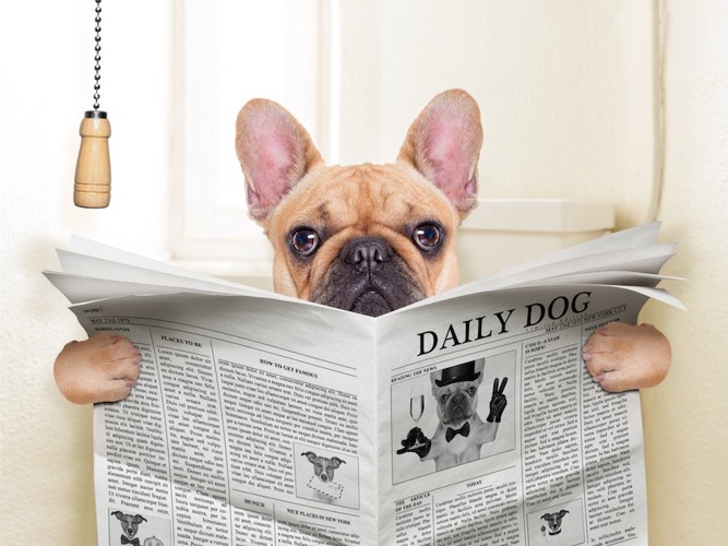 トイレに座って新聞を読む犬