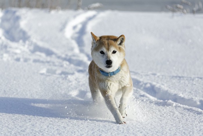 雪原の中を歩く柴犬