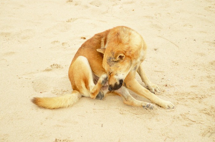 砂場で頭を掻く犬