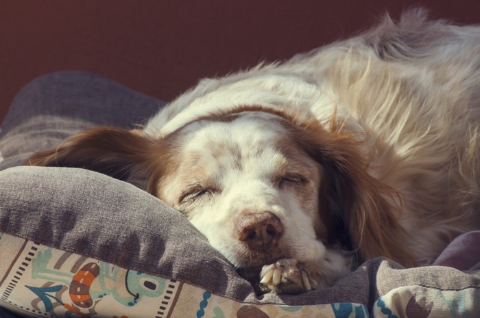 心地よさそうに眠る白×茶の犬