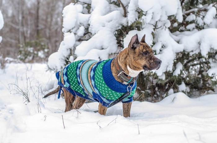 服を着て雪の中を散歩する犬
