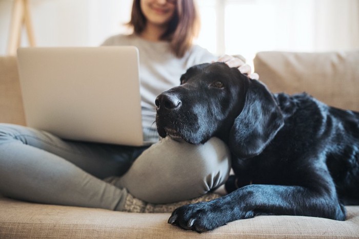 パソコン作業をする女性の足に顎を乗せる犬