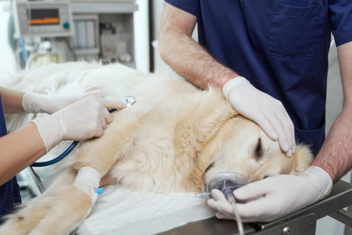 病院で治療中の犬