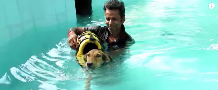 プールで治療をうける犬