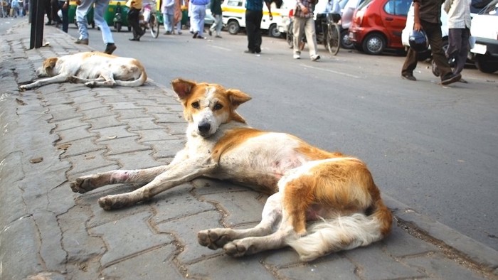 道端で寝そべる2匹の野良犬