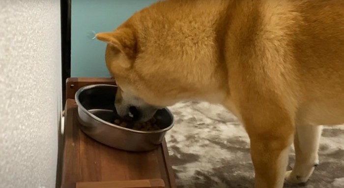 食事中の犬