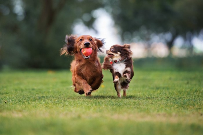 ボールをくわえて走る犬とその子を見つめて走る犬
