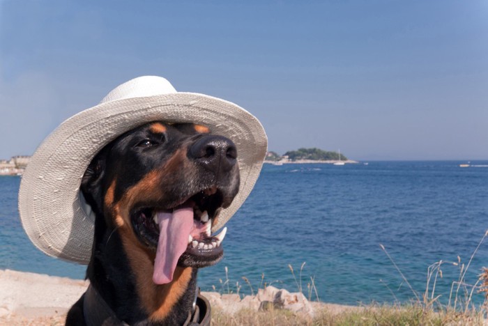 帽子をかぶっている犬