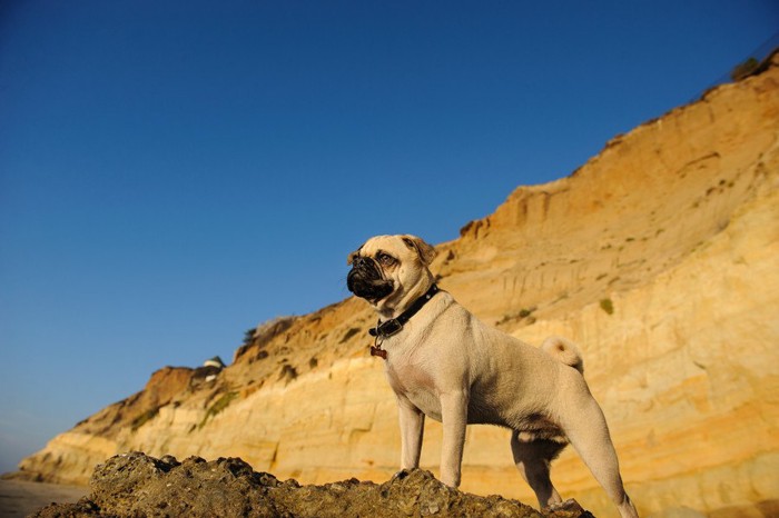 岩の上に立つ凛々しい犬