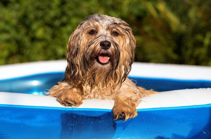 プールで涼む犬