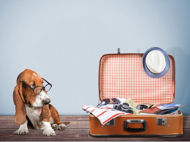 犬と旅行の荷物