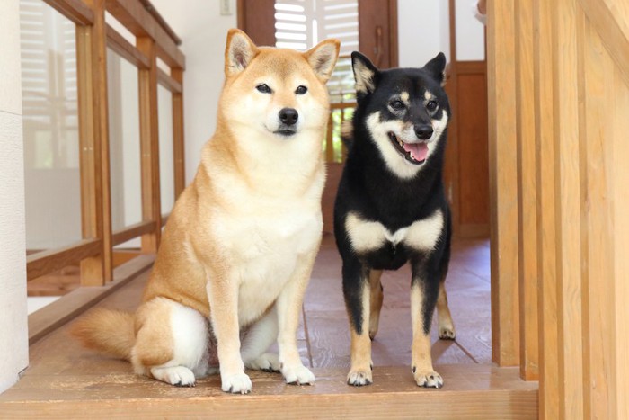 玄関に座る二匹の柴犬