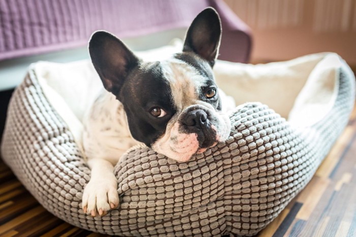 犬用ベッドに座るフレンチブルドッグ