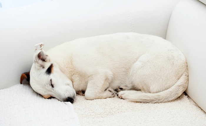 丸まって寝る白い犬