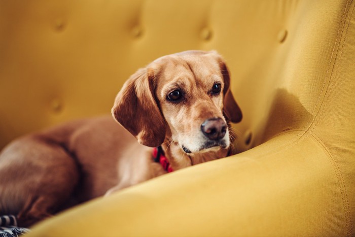 黄色いソファに伏せる犬