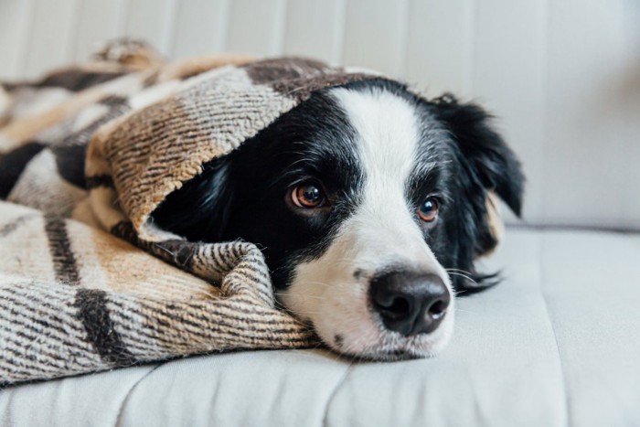 ソファの上で毛布に包まる犬