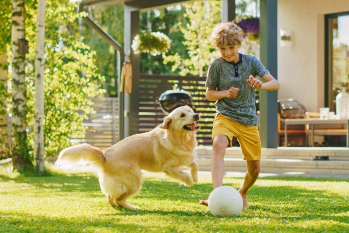 少年と一緒に遊ぶ犬