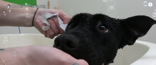 耳掃除中に人を見上げる犬