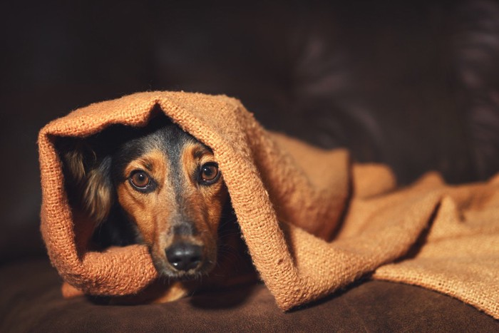 毛布に隠れる犬
