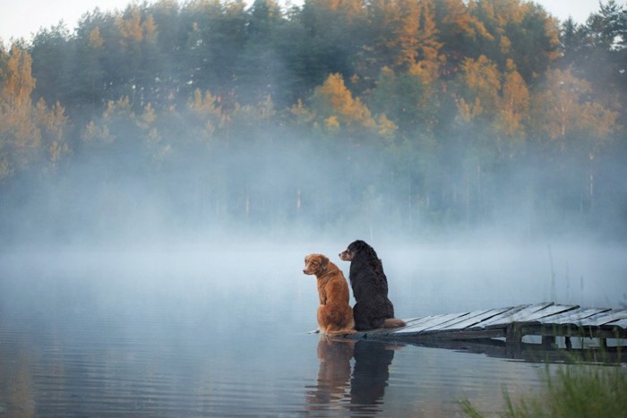 湖畔にいる2匹の犬
