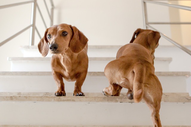 白い階段を上っている2匹の犬