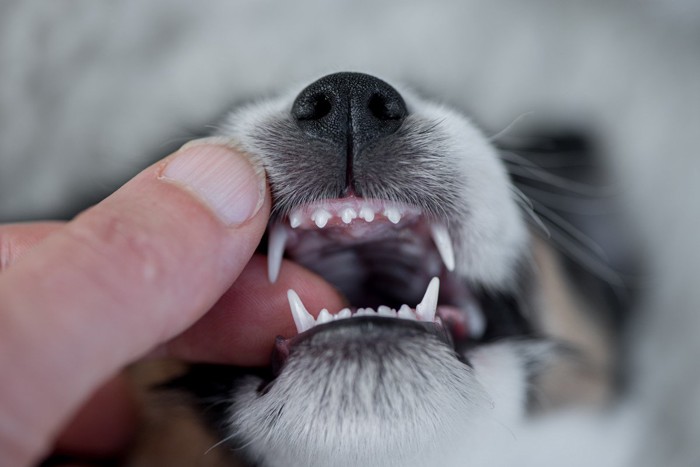 犬の乳歯